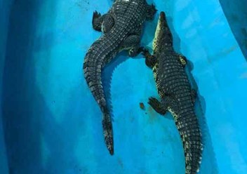 Фото компании ООО Крокодиловая ферма "Гена" 2