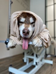 Фото компании  UrbanDog 13