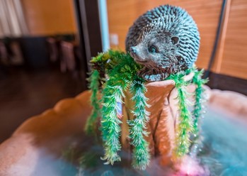 Фото компании  Зелёная лампа, кафе 41