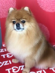 Фото компании  TEZI Grooming 3