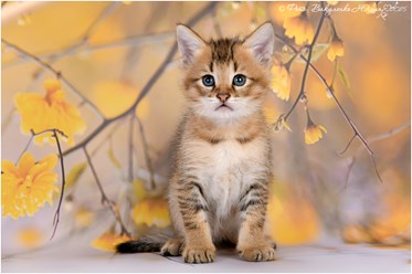 Чаузи Ф3 котик продается