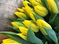 Фото компании  Тюльпаны выращены в Верxoважье 5