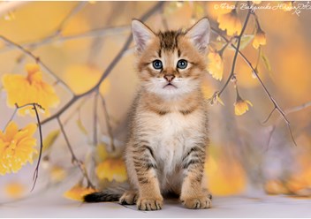 Чаузи Ф3 котик продается