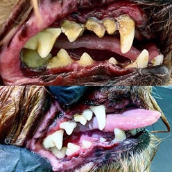 Фото компании  Зоосалон Мон Ами 21