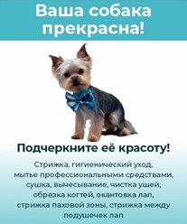 Ухоженная собака