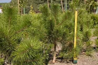 Фото компании ИП Питомник декоративных растений Филимоновых 11