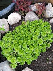 Очиток (почвопокровные)