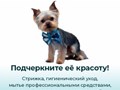 Ухоженная собака