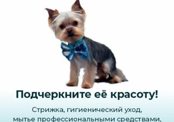 Ухоженная собака
