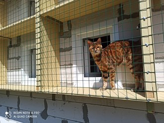 Каждый гость зоогостиницы &quot;10 кошек&quot; имеет возможность отдыхать на собственном балкончике