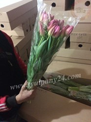 Фото компании  Тюльпаны оптом 2