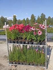 Фото компании  Питомник растений Малиновский 4