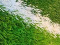 Фото компании  Армада Грасс 2