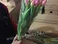 Фото компании  Тюльпаны оптом 2