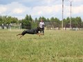 Фото компании  Питомник немецких овчарок и дрессировочный центр ENGELEND 5