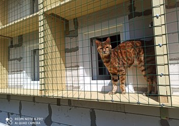 Каждый гость зоогостиницы &quot;10 кошек&quot; имеет возможность отдыхать на собственном балкончике