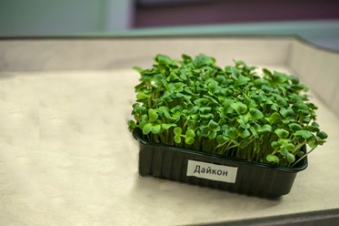 Дайкон в Костроме