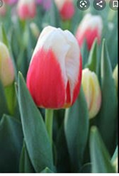 Фото компании  Тюльпаны выращены в Верxoважье 4