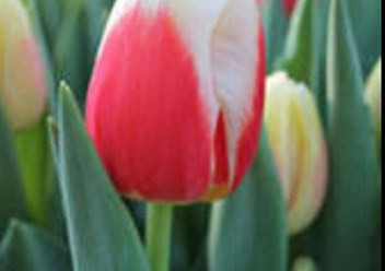 Фото компании  Тюльпаны выращены в Верxoважье 4