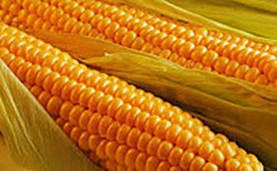 кукуруза дробленая, целое зерно и экструдированная