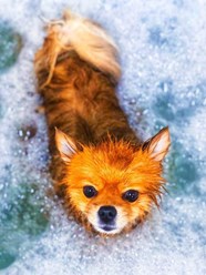 Фото компании  TEZI Grooming 1