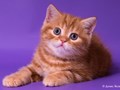 Фото компании  Клуб любителей кошек "Параллель" 4