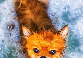 Фото компании  TEZI Grooming 1