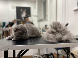 Фото компании  UrbanDog 5