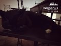 Фото компании  Тут пьют сидр, сидрерия 3