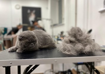 Фото компании  UrbanDog 5