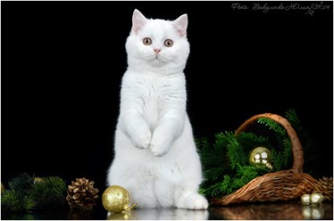 Плюшевый медвежонок - шотландский белый. котик