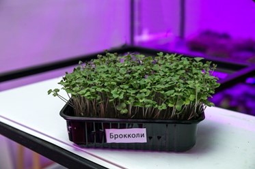 Брокколи в Костроме