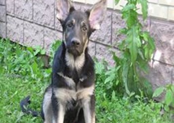 Восточноевропейская овчарка
veo-corgi.okis.ru