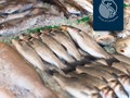Фото компании ООО МаксиФиш 2