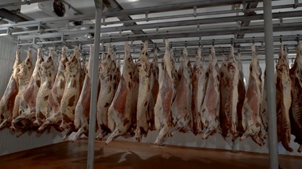 Фото компании  Jwe Honor 13