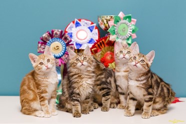 Фото компании  Moy Meow 8