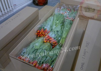 Фото компании  Тюльпаны оптом 1