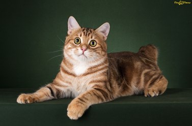 Фото компании  Moy Meow 6