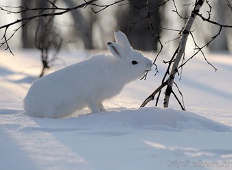 Фото компании ООО Пункт проката  лыж и велосипедов "Лосиный Остров" 36