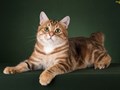 Фото компании  Moy Meow 6