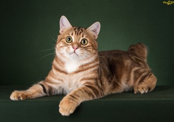 Фото компании  Moy Meow 6