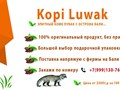 Фото компании  Кopi luwak 1
