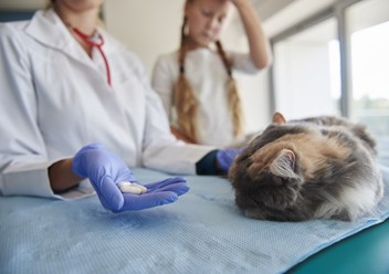 Фото компании ООО Белый Бим на Пловдинской 3