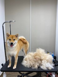 Фото компании  UrbanDog 12