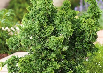 Туя западная «Малониана Холуб» (Thuja occidentalis «MALONYANA HOLUB»).