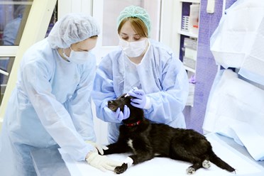 В нашей клинике инфекционный стационар для животных,
это отдельный сектор клиники - со своим входом, приемным кабинетом, собственной системой вентиляции, а главное - отдельным штатом врачей.