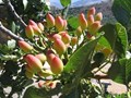 Фото компании ИП Орешка Питомник 3