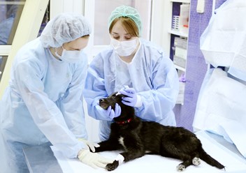 В нашей клинике инфекционный стационар для животных,
это отдельный сектор клиники - со своим входом, приемным кабинетом, собственной системой вентиляции, а главное - отдельным штатом врачей.