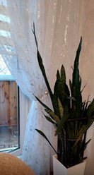 Тюль лён высота 280см, 
цена 190 руб. метр
Отлично подойдёт для гостиной и легко впишется в любой интерьер. Лёгкий блеск и аккуратный узор создают эффект чистого и мягкого сияния