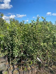 Фото компании  Питомник растений "Зайцево" 2